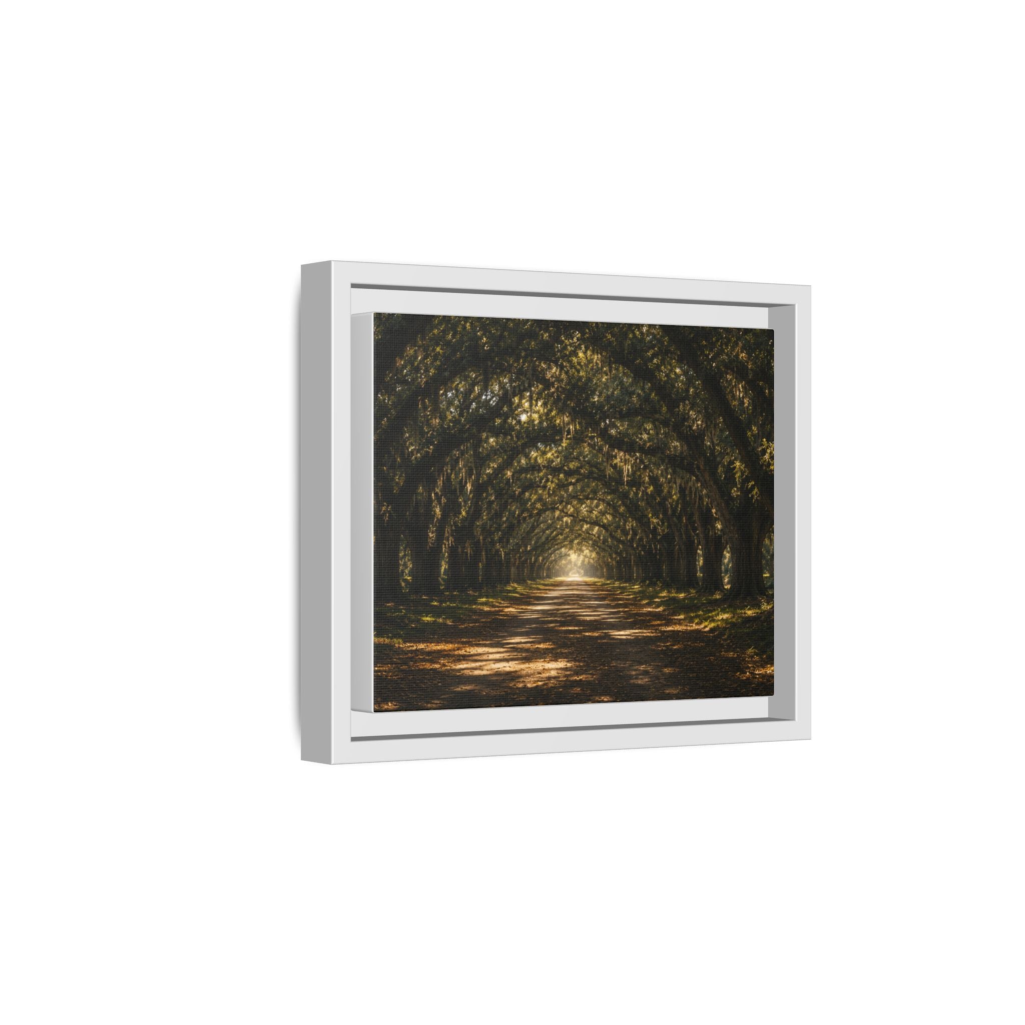 Sunlit Oak Tunnel Matte Canvas Framed Wall Art
